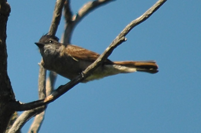 Crowned Slaty Flycatcher - ML133448761