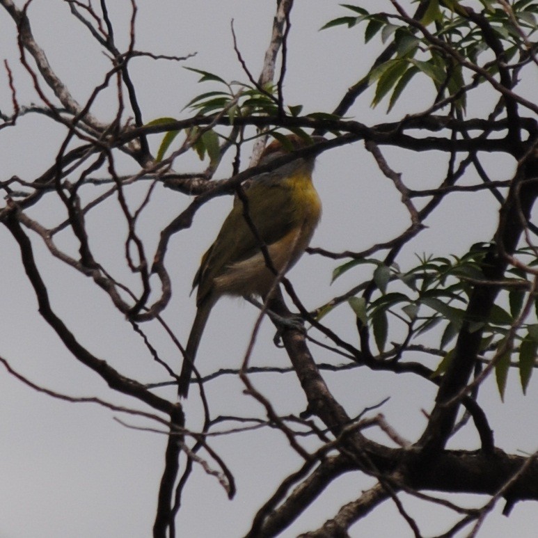 Rufous-browed Peppershrike - ML133448861