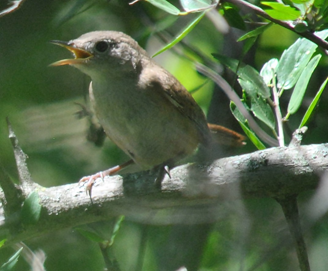 House Wren - ML133448931