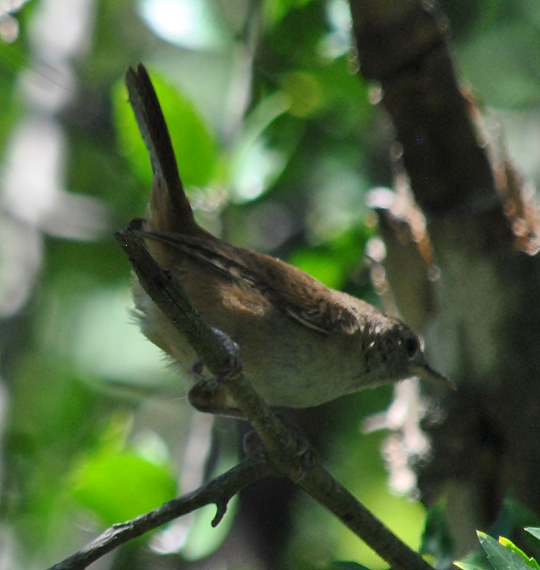 House Wren - ML133448941