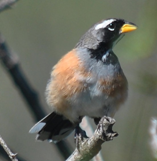 Many-colored Chaco Finch - ML133449041