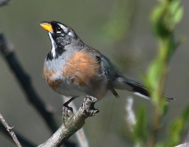 Many-colored Chaco Finch - ML133449061