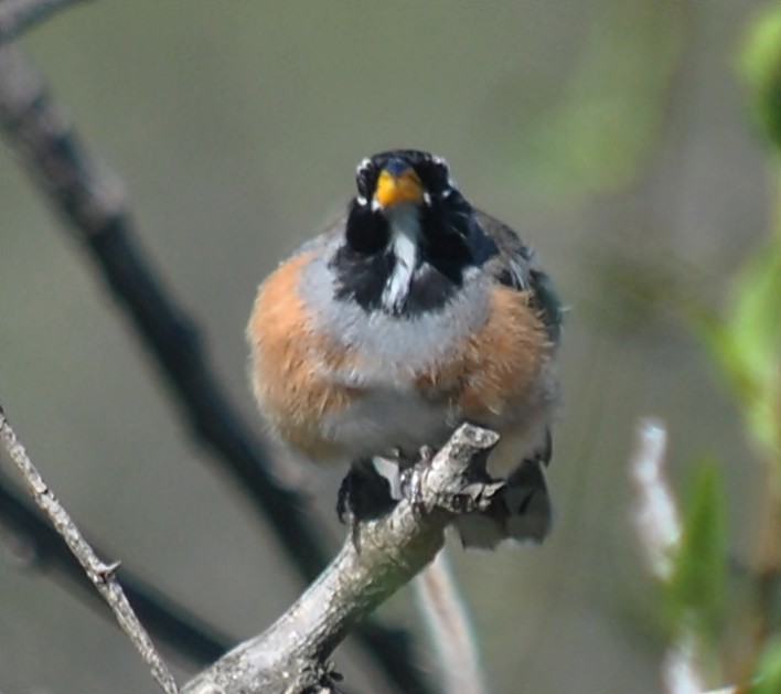 Many-colored Chaco Finch - ML133449071