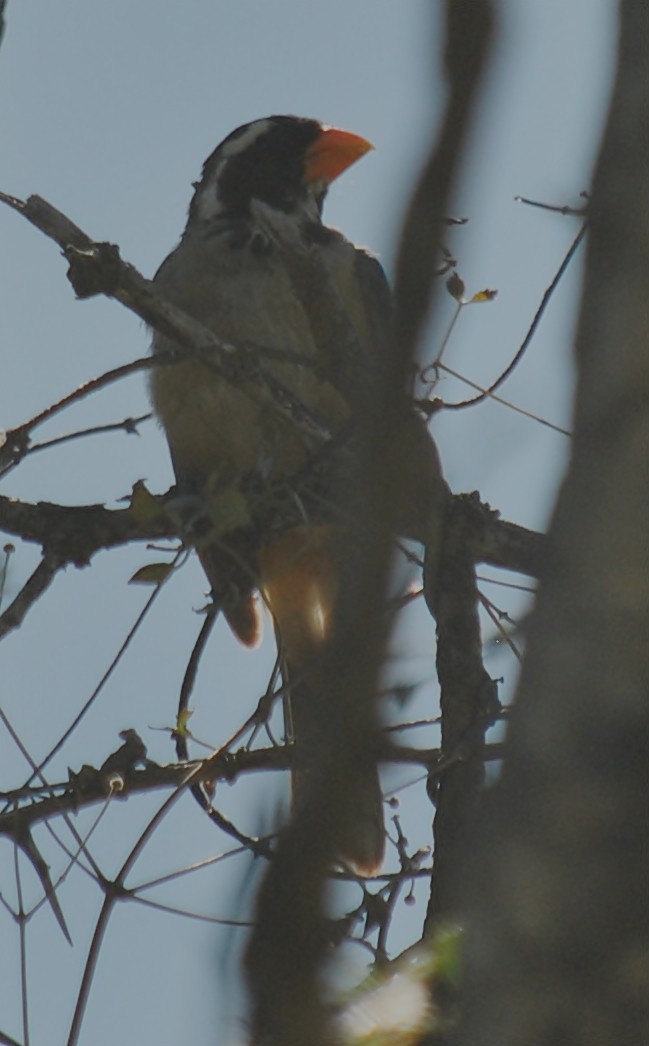 Golden-billed Saltator - ML133449131