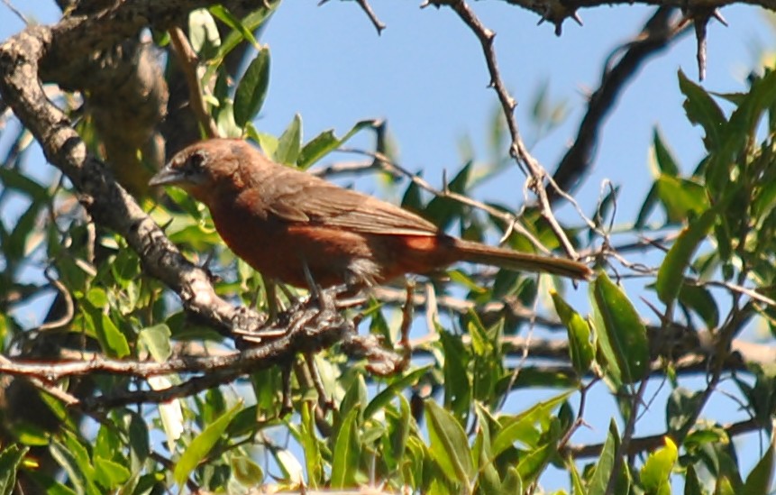 Red-crested Finch - ML133449291