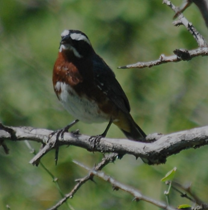 Black-and-chestnut Warbling Finch - ML133449381