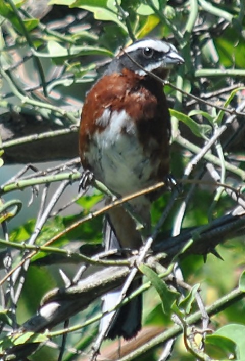 Black-and-chestnut Warbling Finch - ML133449391