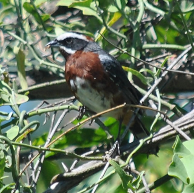 Black-and-chestnut Warbling Finch - ML133449401