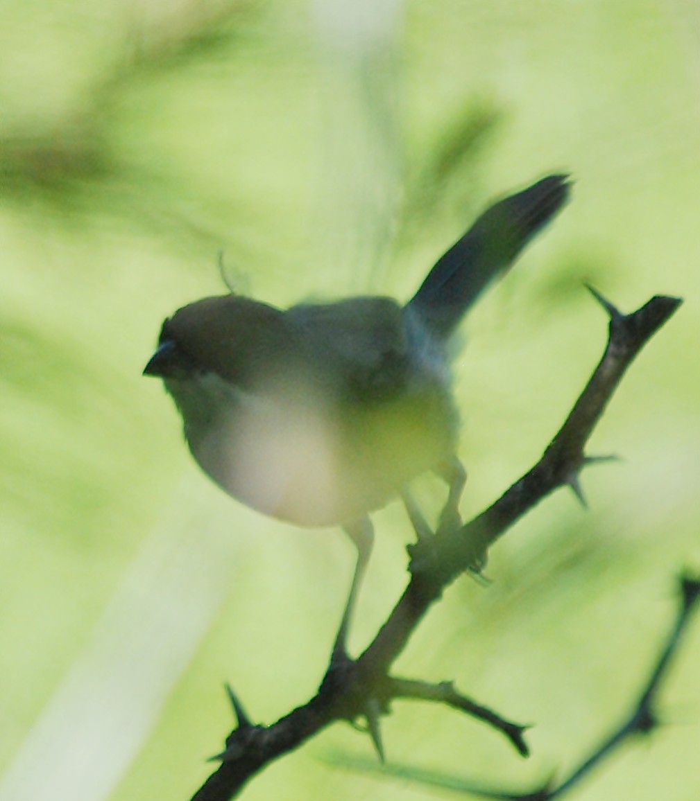 Black-capped Warbling Finch - ML133449421