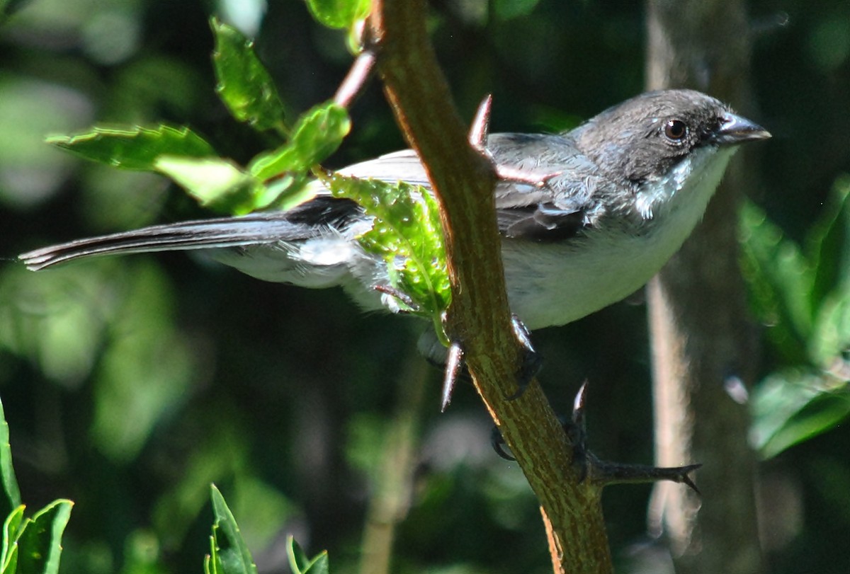 Black-capped Warbling Finch - andres ebel