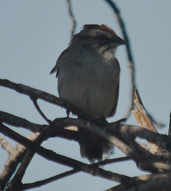 Chaco Sparrow - ML133449471