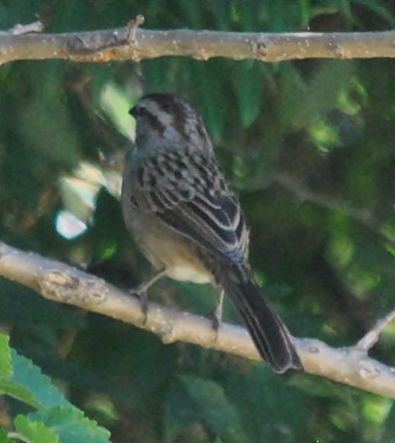 Chaco Sparrow - ML133449481