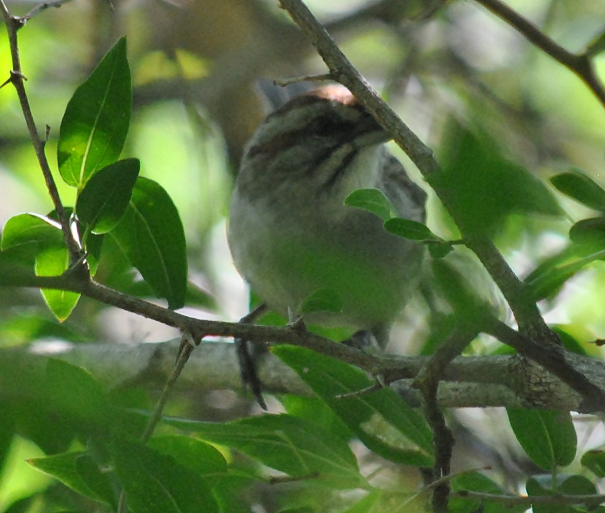 Chaco Sparrow - ML133449501