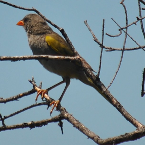 Great Pampa-Finch - ML133449581