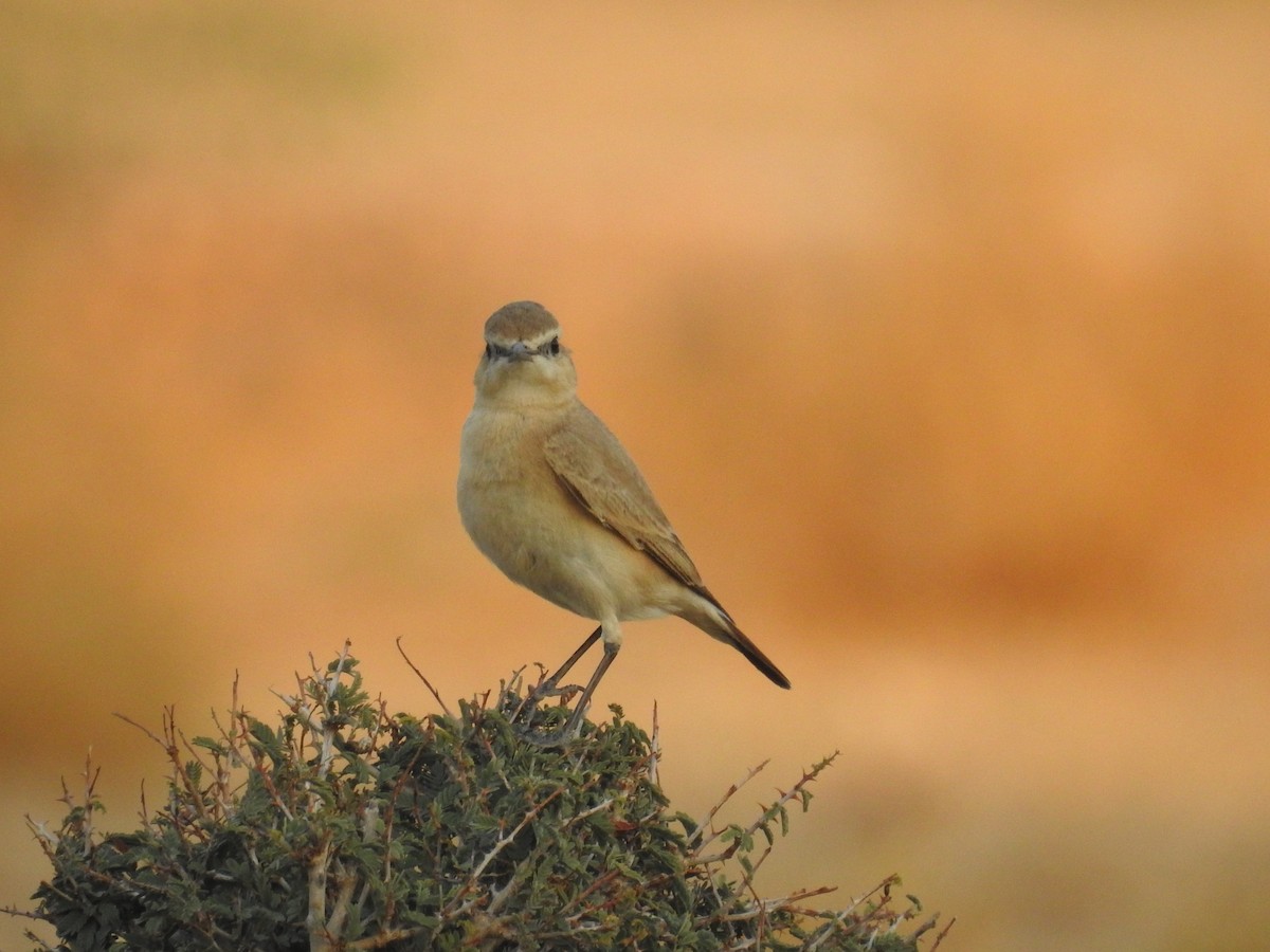 Isabelline Wheatear - ML133454031