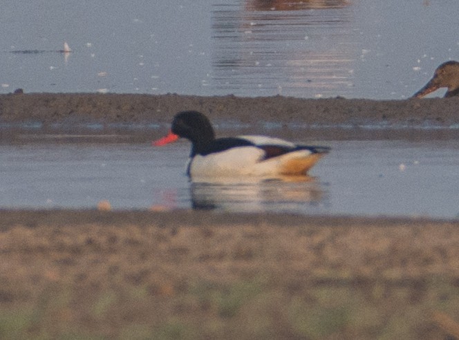 Common Shelduck - ML133454611