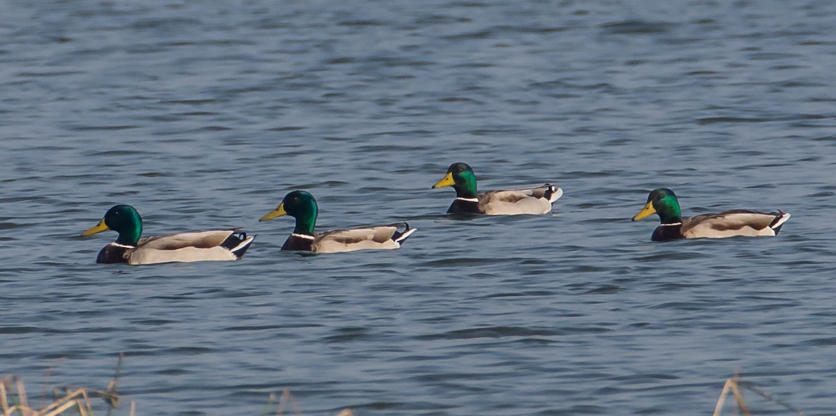 Mallard - ML133454851