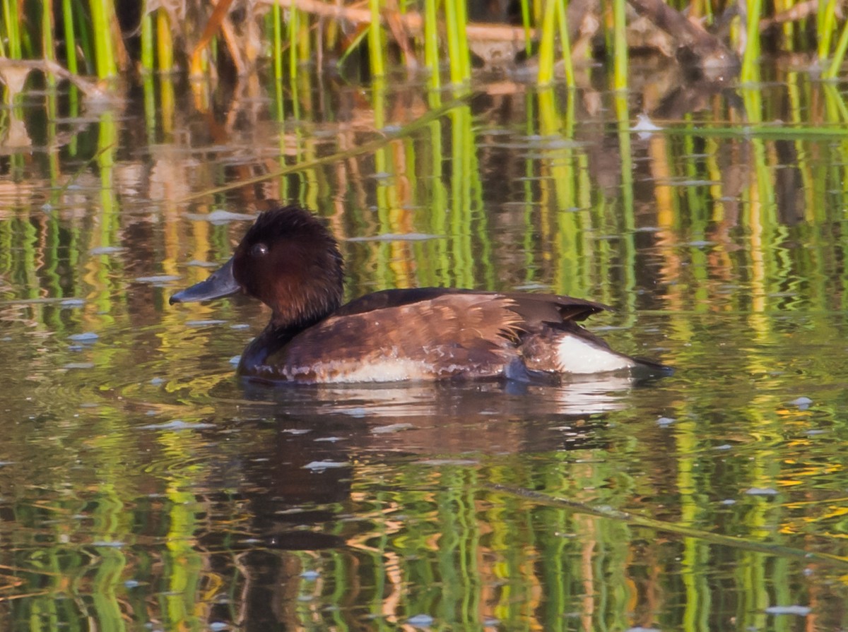 Ferruginous Duck - ML133454911