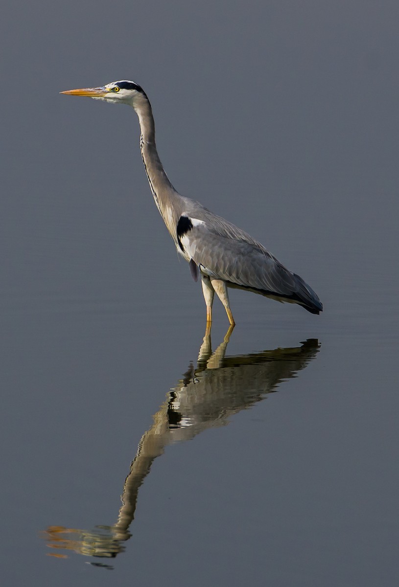 Gray Heron - ML133455581