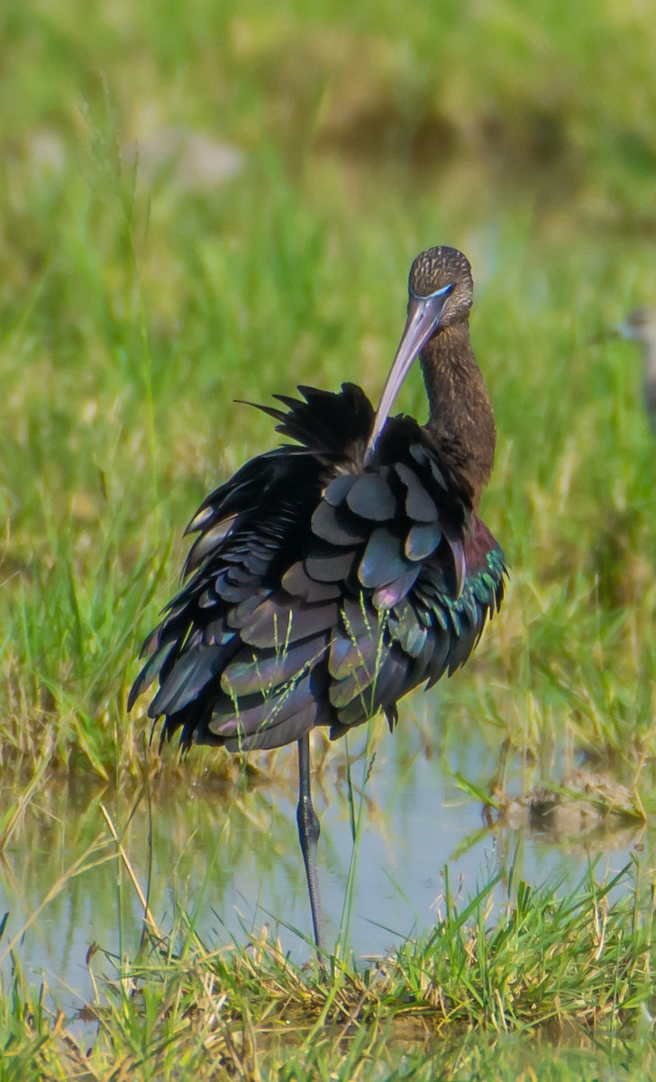 Glossy Ibis - ML133455601