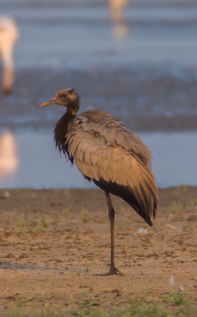 Demoiselle Crane - ML133456071