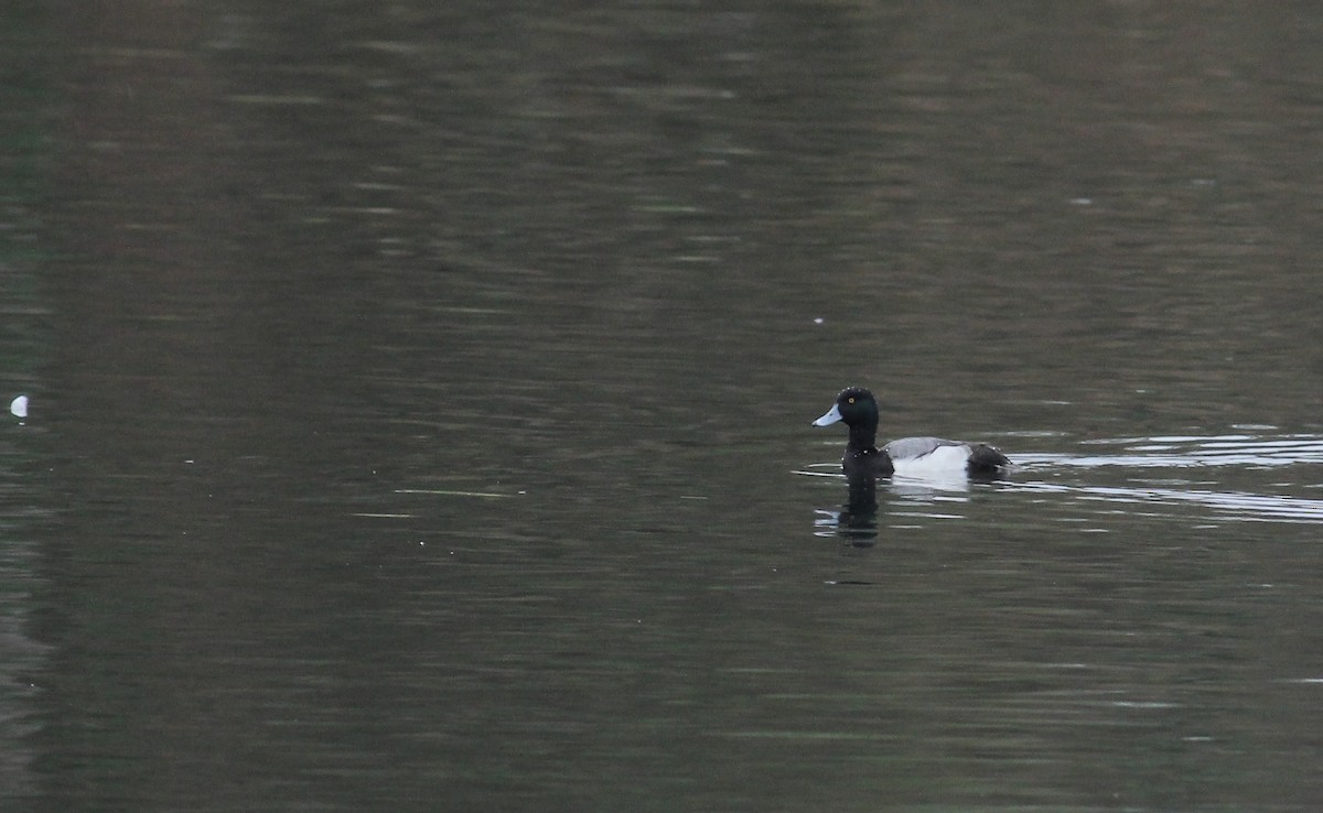 Moretta x Moretta grigia (ibrido) - ML133456381