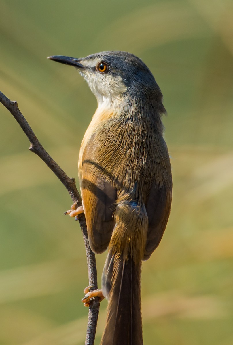 Ashy Prinia - ML133456391