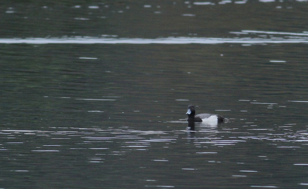 Moretta x Moretta grigia (ibrido) - ML133456421