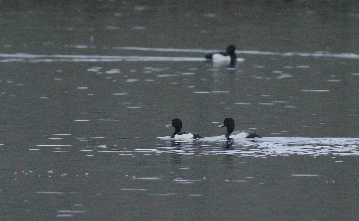 Moretta x Moretta grigia (ibrido) - ML133456461