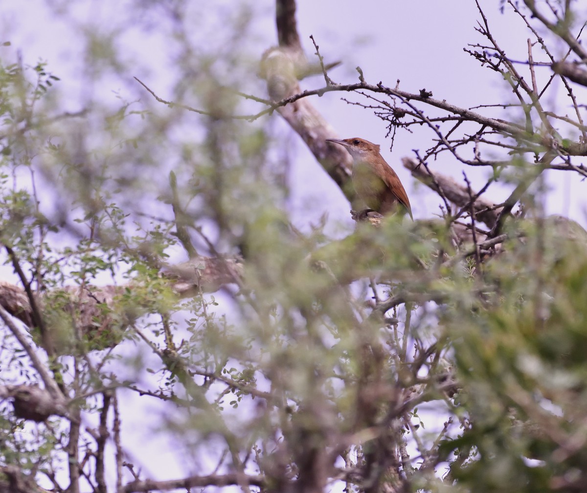 Chaco Earthcreeper - Miguel Ansenuza