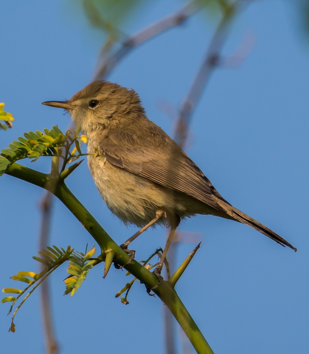 Sykes's Warbler - Arunava Bhattacharjee