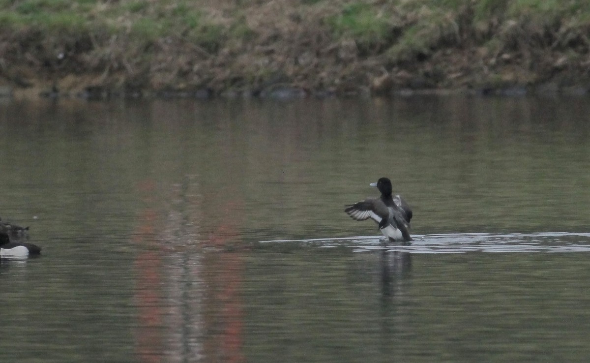 Moretta x Moretta grigia (ibrido) - ML133456521