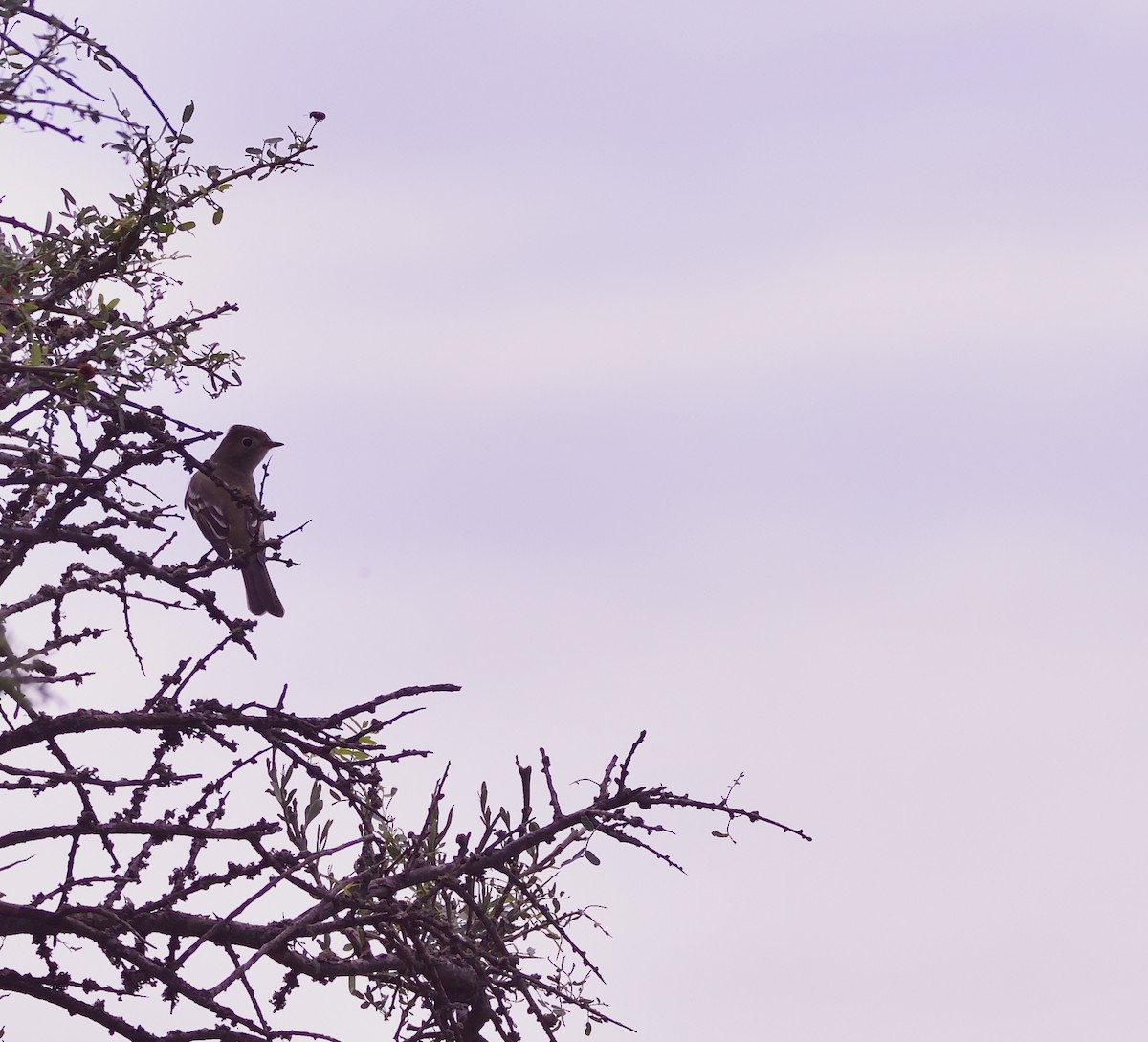 White-crested Elaenia - ML133456571