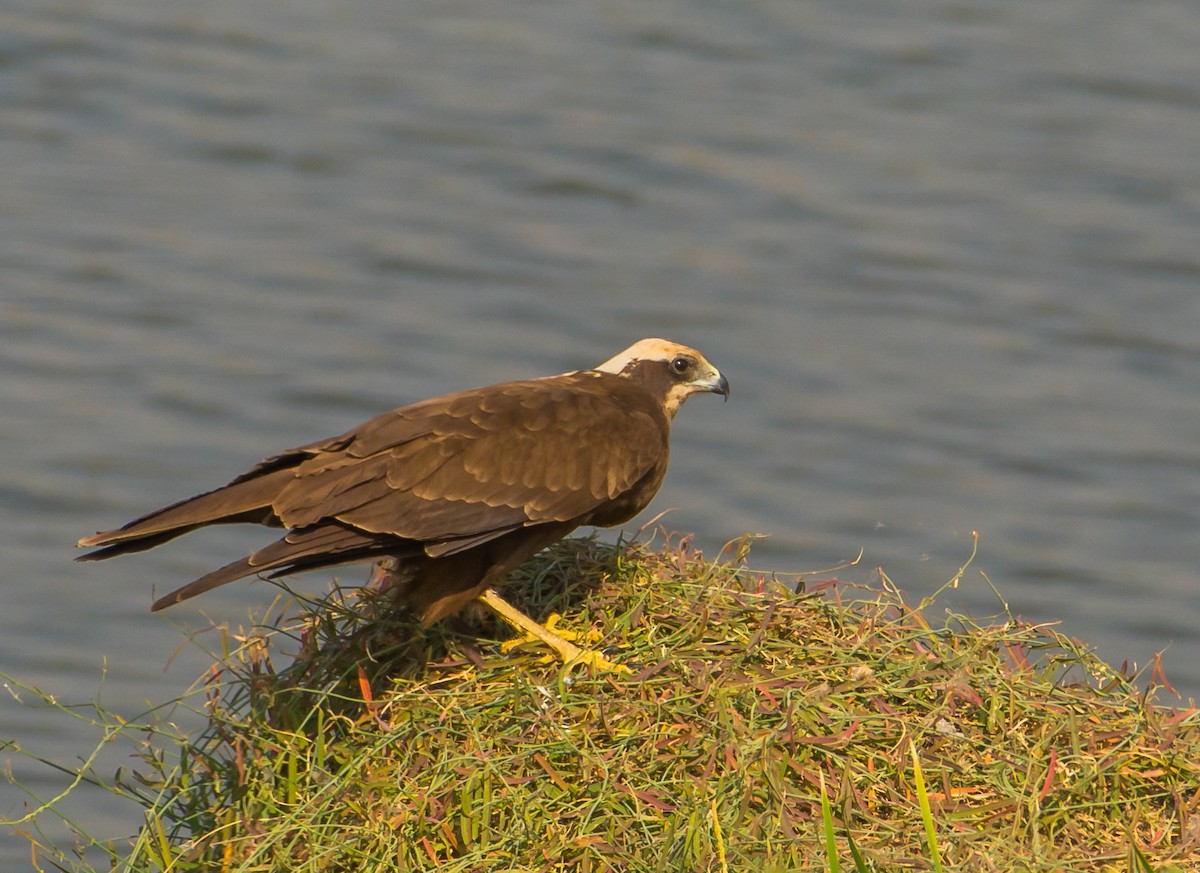 Western Marsh Harrier - ML133456951