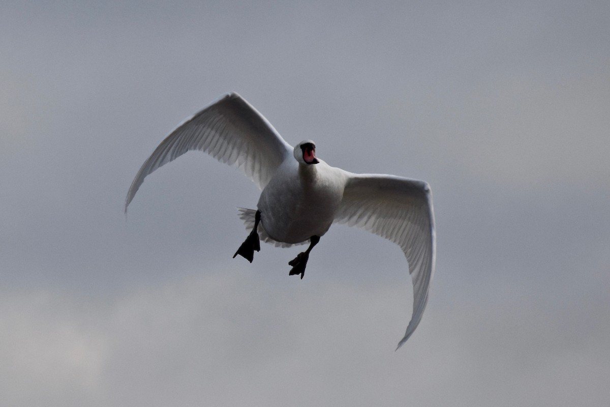 Mute Swan - julie desrosiers