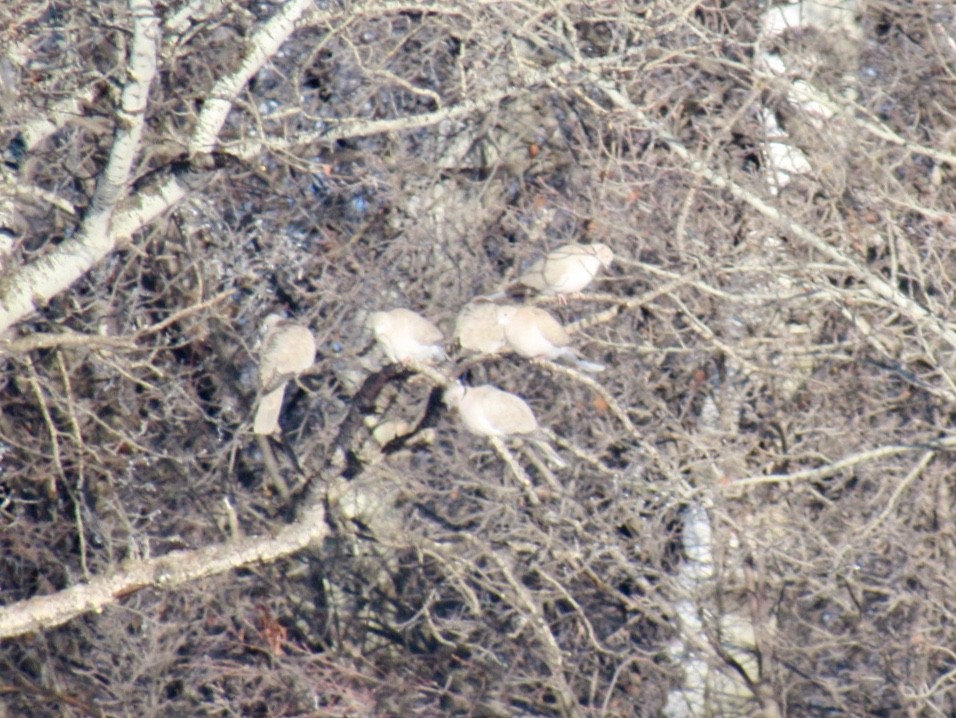 Eurasian Collared-Dove - ML133457851