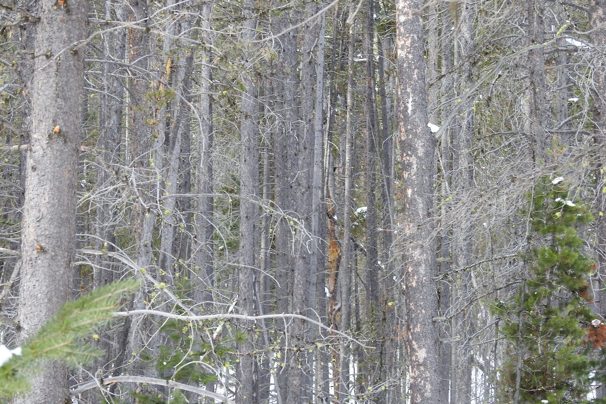 Pileated Woodpecker - ML133458111