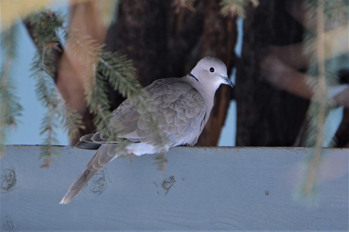 Eurasian Collared-Dove - ML133458651