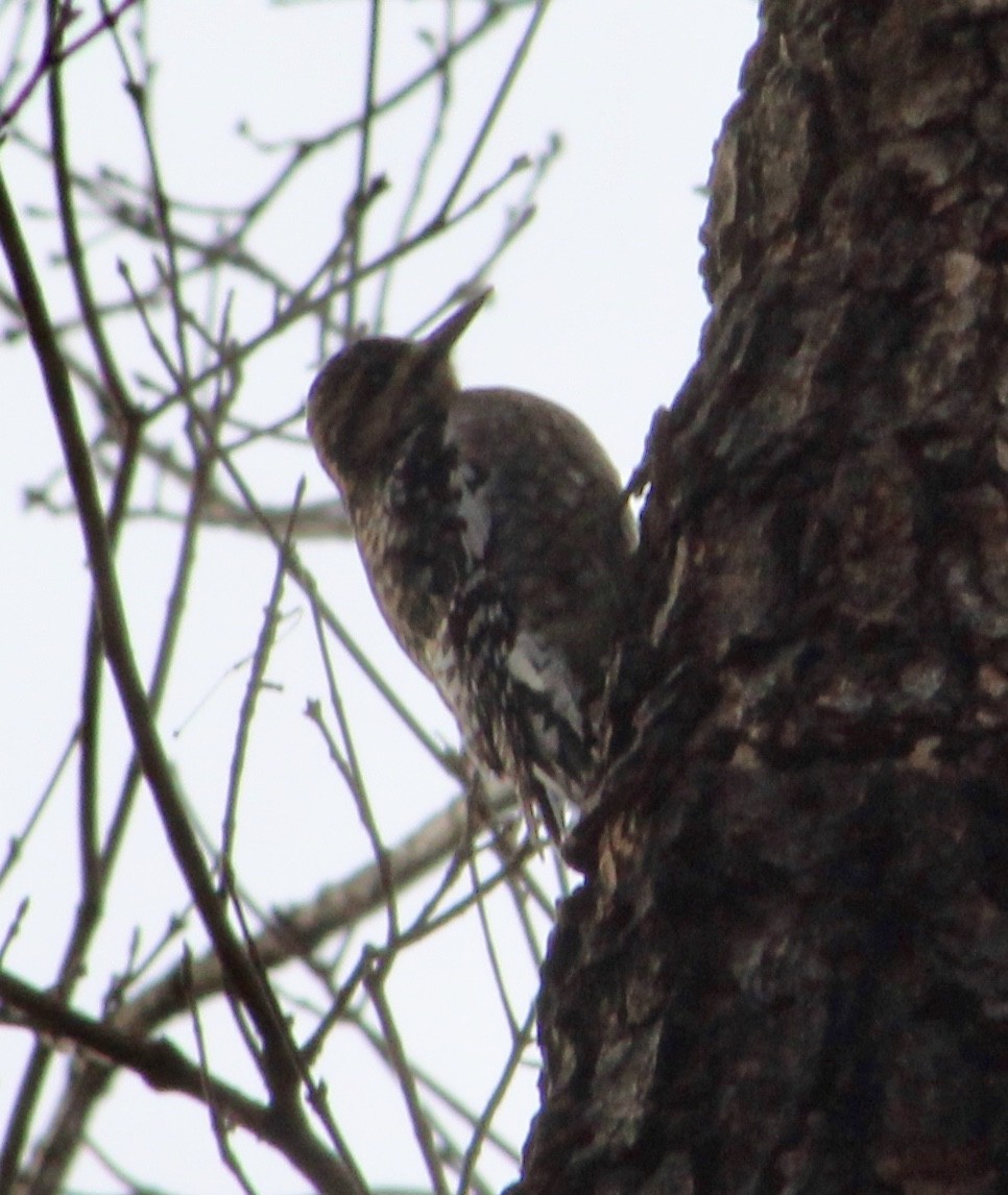 Yellow-bellied Sapsucker - ML133459881