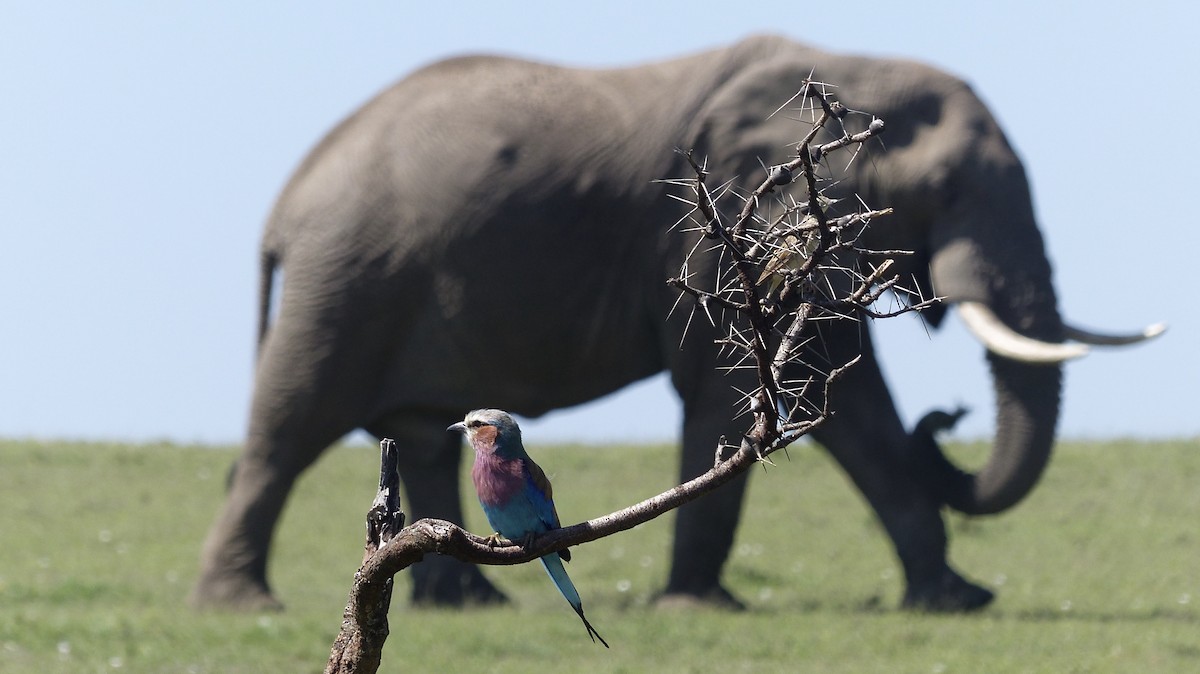 Lilac-breasted Roller - ML133460491