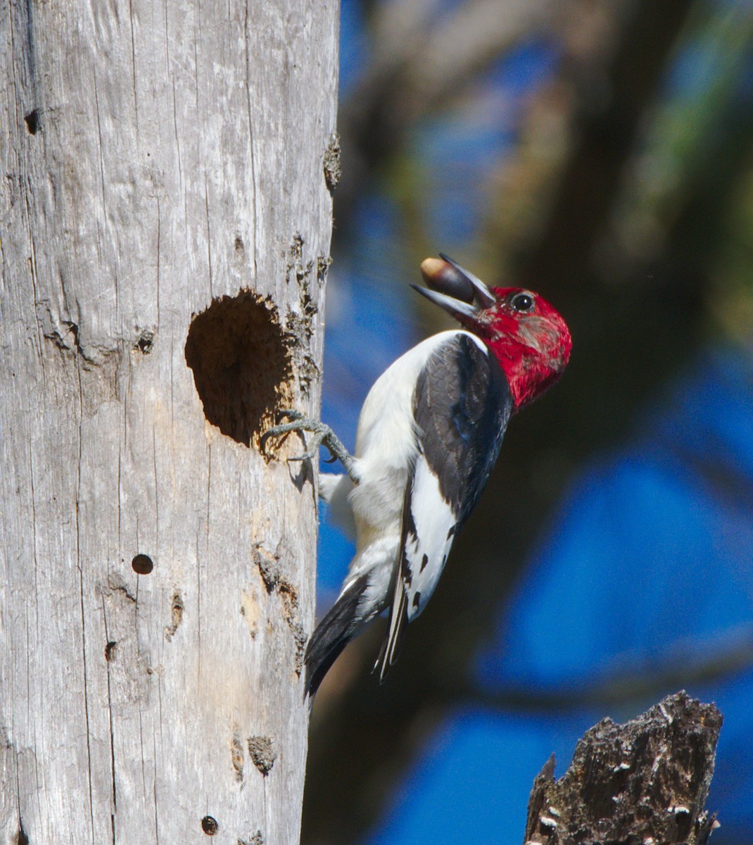 Red-headed Woodpecker - ML133460851