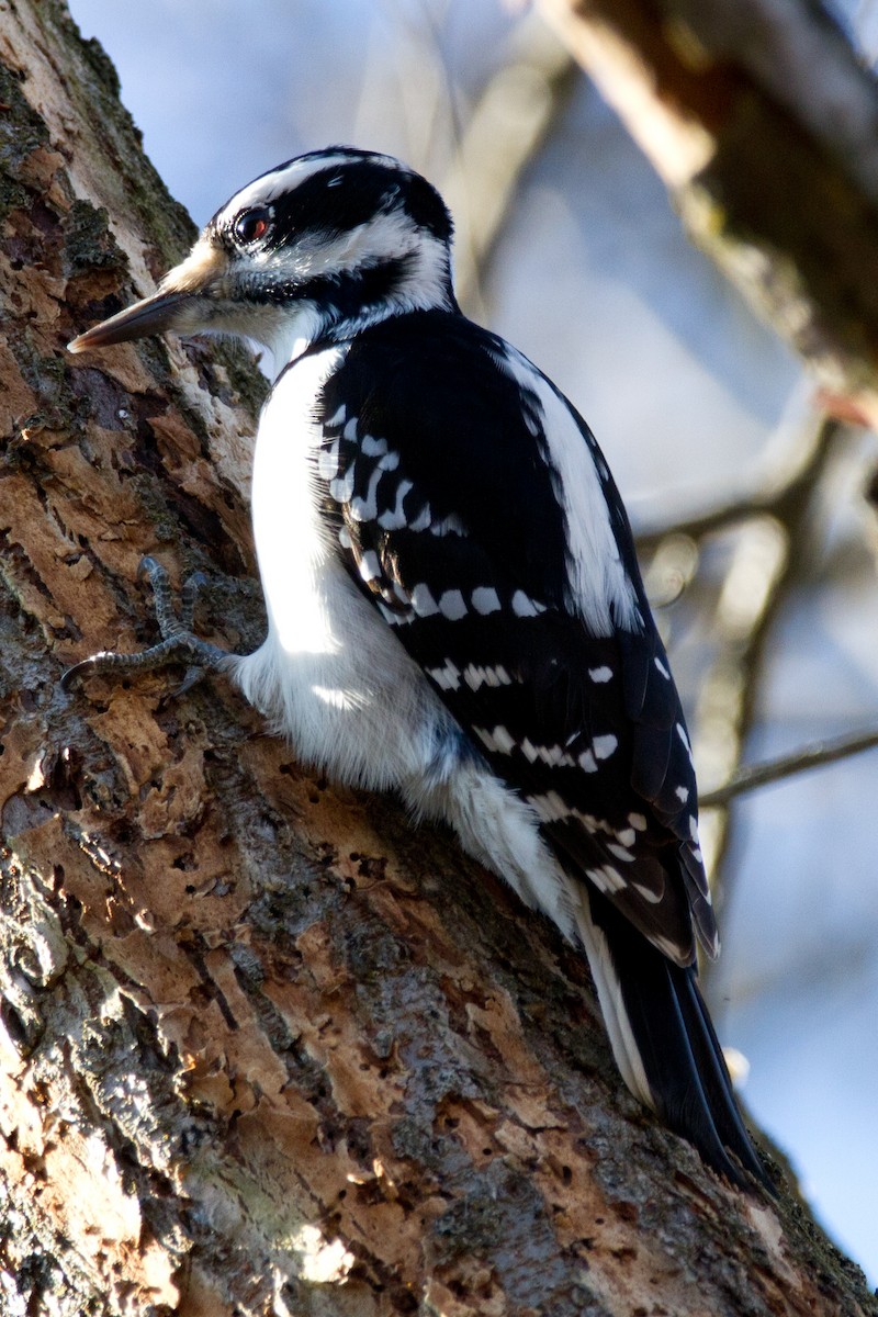 Hairy Woodpecker - Matthew Gasperoni