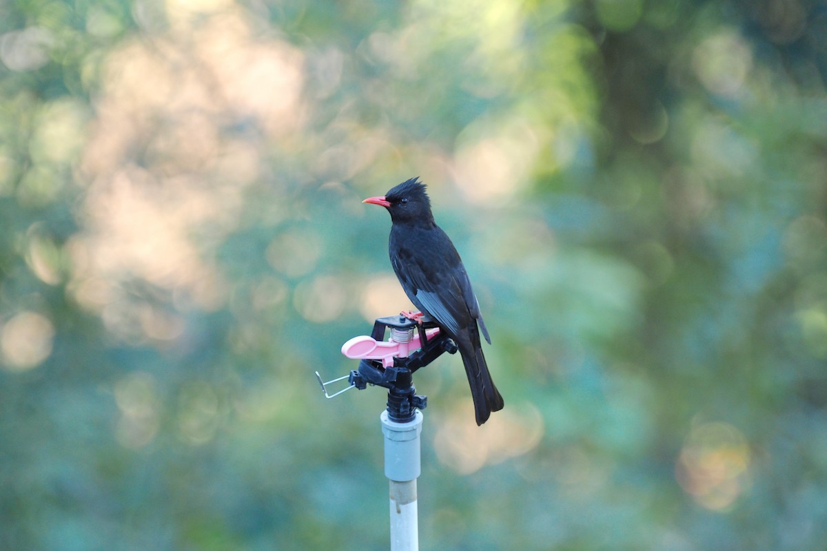 Black Bulbul - ML133462421