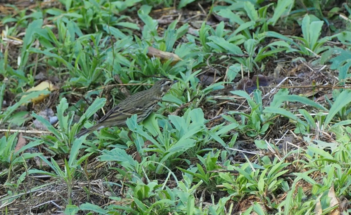 Olive-backed Pipit - Scott (瑞興) LIN(林)