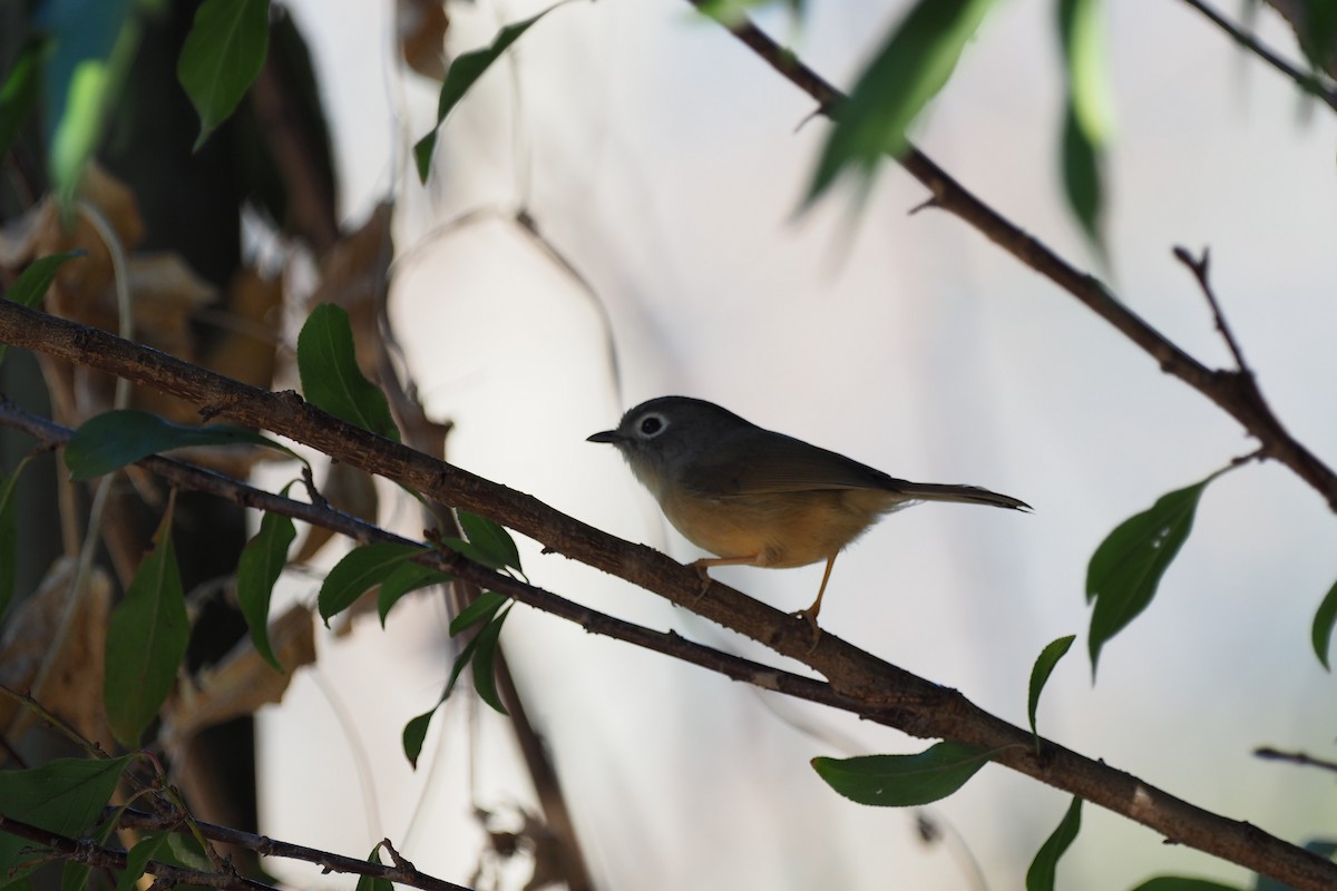 Morrison's Fulvetta - ML133462481