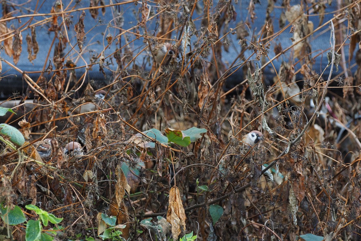 Eurasian Tree Sparrow - ML133462591