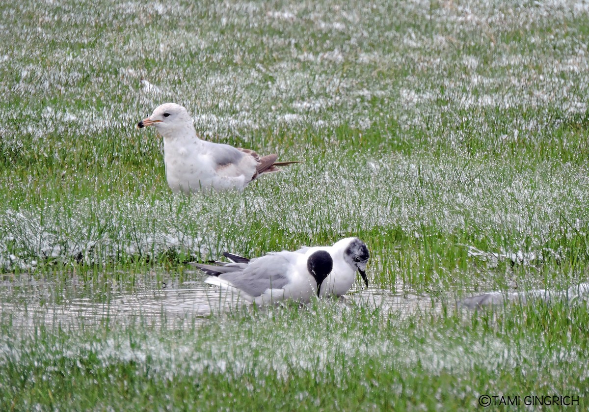 Mouette de Bonaparte - ML133463201