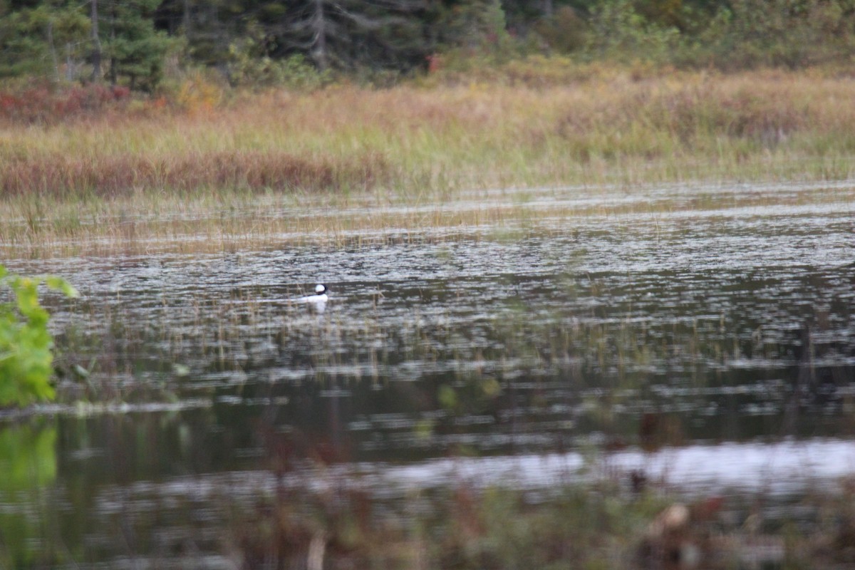 Bufflehead - ML133463301