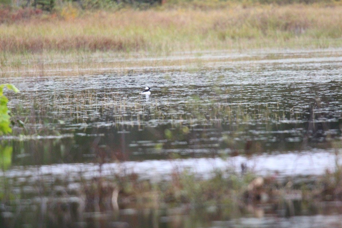 Bufflehead - ML133463321