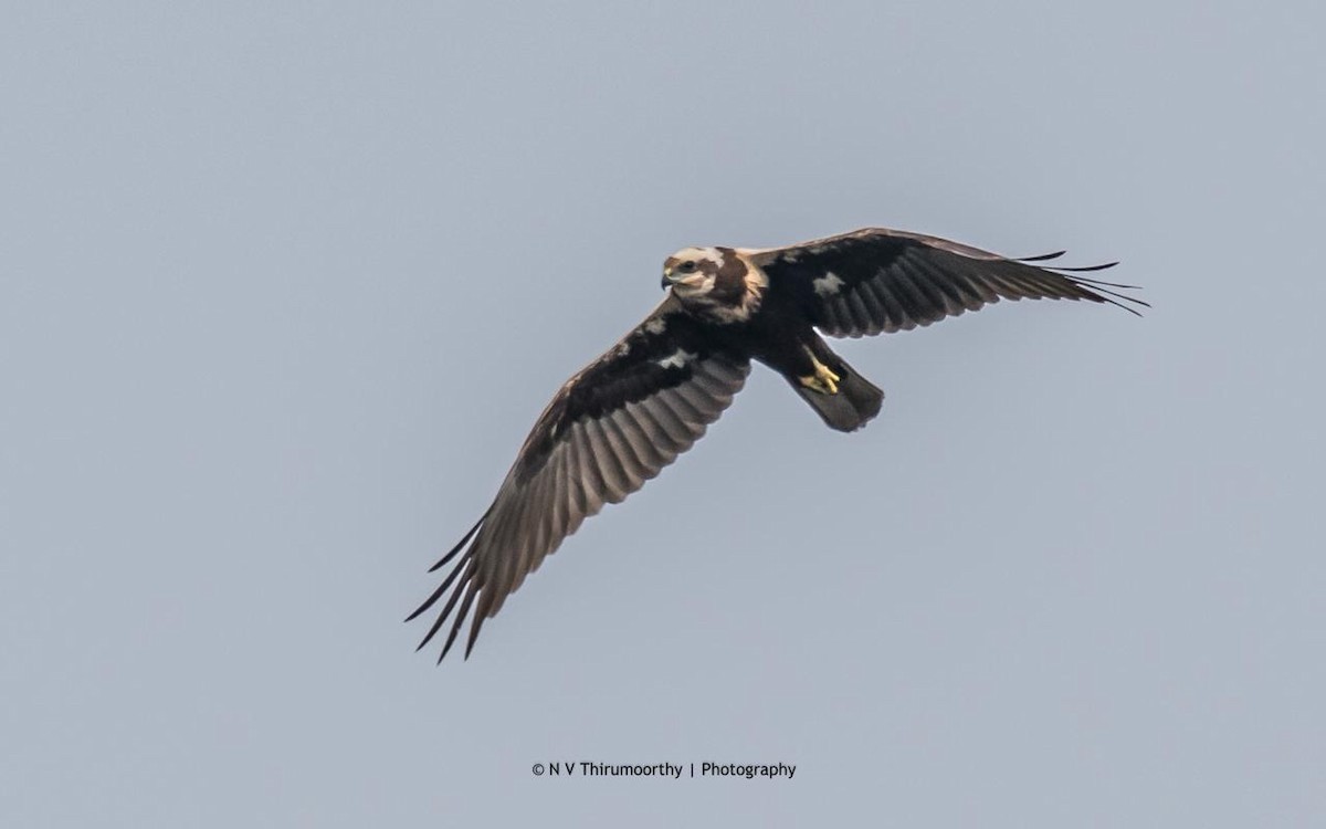 Western Marsh Harrier - ML133466461